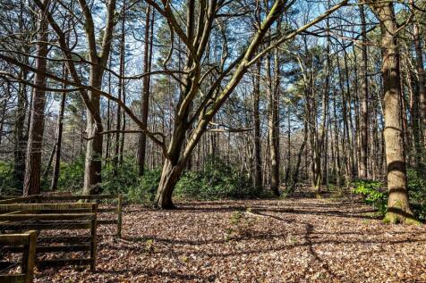 Light Woodland