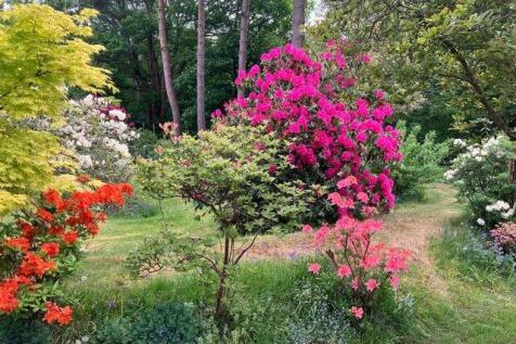 Rhododendrons