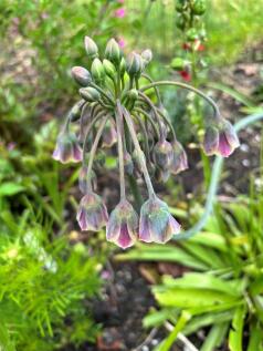 summer garden shot.jpg