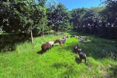 Paddock wooded area