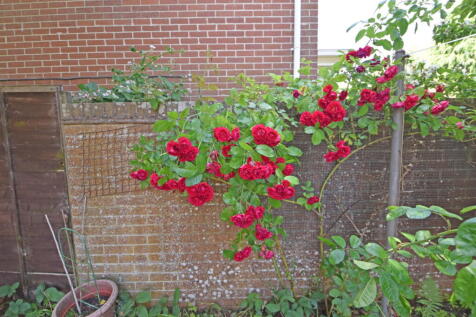 DSC_0162.jpg