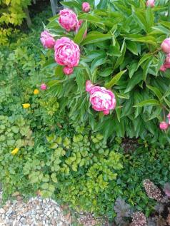 vendor supplied - garden