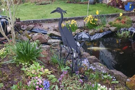 Pond