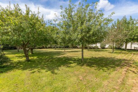 Orchard