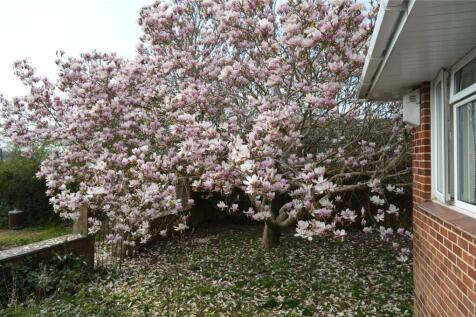 Magnolia