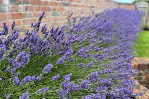 Lavender