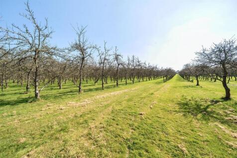 Orchard