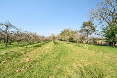 Orchard