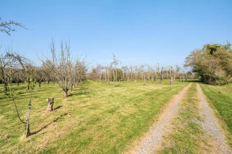Orchard