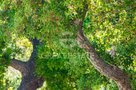 Panorama e Particolari