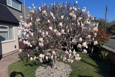 Magnolia Tree Front Garden