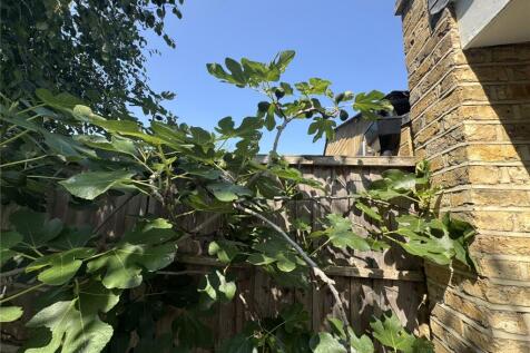 Fig Tree