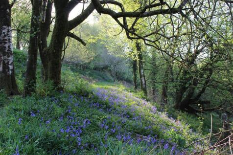 land article bluebells 6.JPG