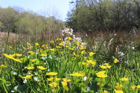 Land article king cups and cuckoo flowers.JPG