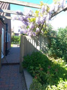 Wisteria