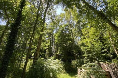 Woodland garden