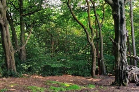 woods 3-images-4.jpg