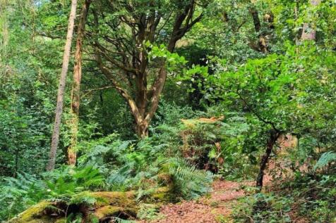 woods 3-images-5.jpg