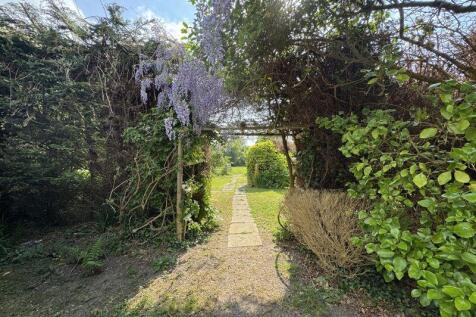 wisteria