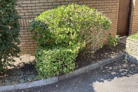Shrubs outside