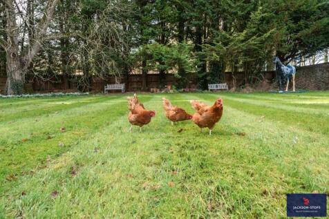 Hens Shot