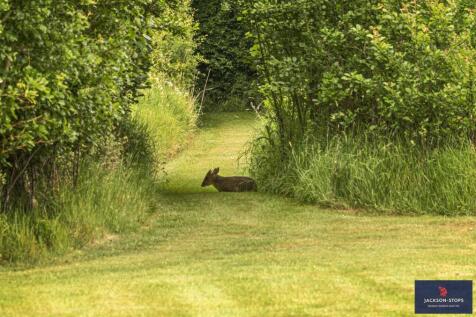 Muntjac