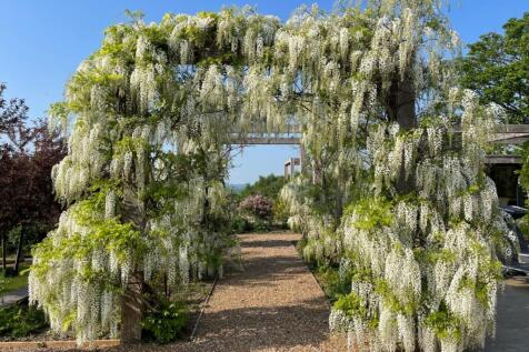 Wisteria