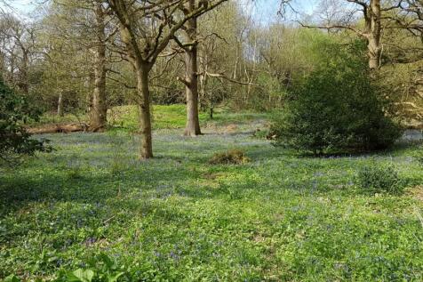 Bluebell Wood