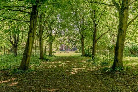 Avenue Of Trees