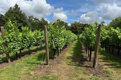 Vineyard