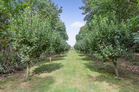 Orchard