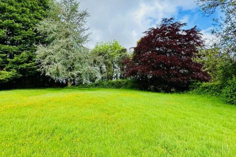 Buttercup Lawn