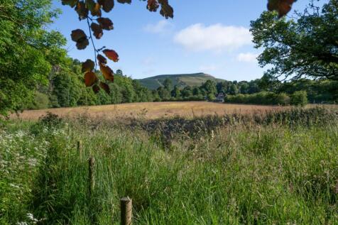 Paddock/Meadow