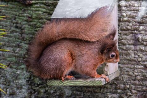 Wildlife Surrounding