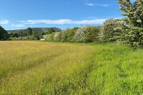 Paddock/Meadow