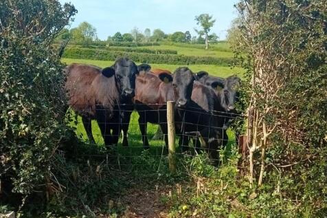 Cows.jpg