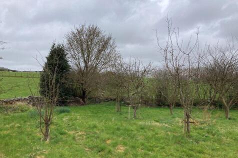Orchard