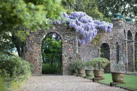 Roman Pool Wisteria