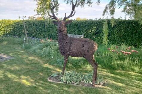 Stag