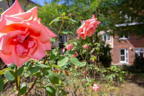 Clover Court 22-7.jpg