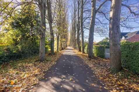 Lime Tree Avenue