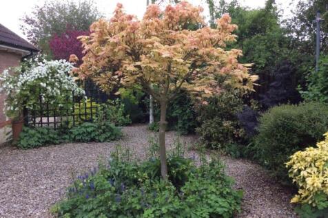 Garden In Bloom