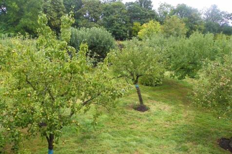 Orchard