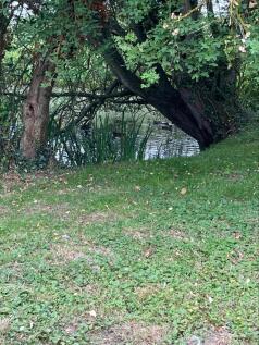 Pond
