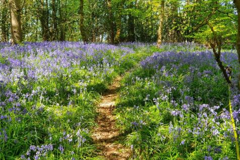 Bluebells