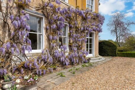 Wisteria