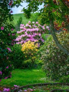 The Garden