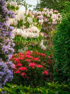 The Garden