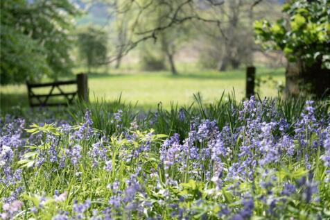 Bluebells and Field
