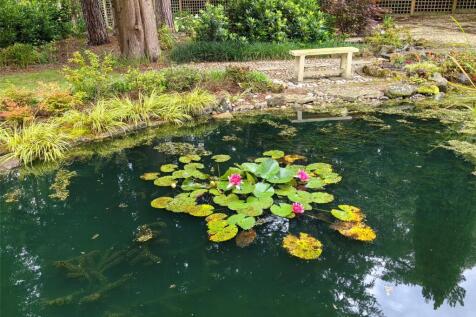 Pond